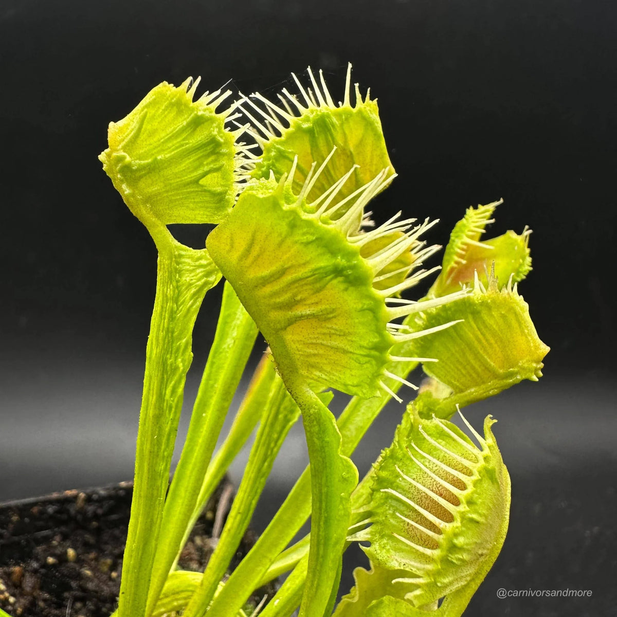Dionaea muscipula „CK Dragonfire“ 大森食虫植物農園