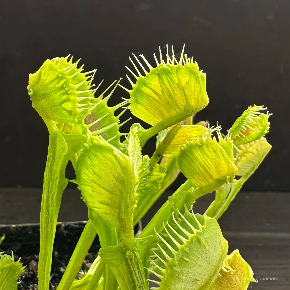 Dionaea muscipula „CK Dragonfire“ 大森食虫植物農園
