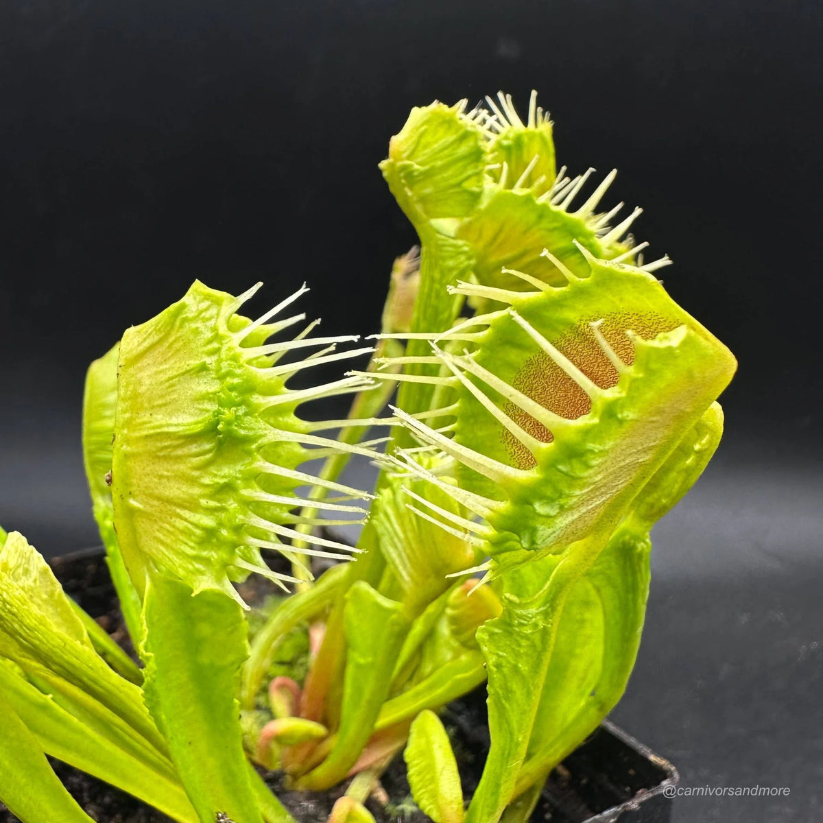 Dionaea muscipula „CK Dragonfire“ 大森食虫植物農園