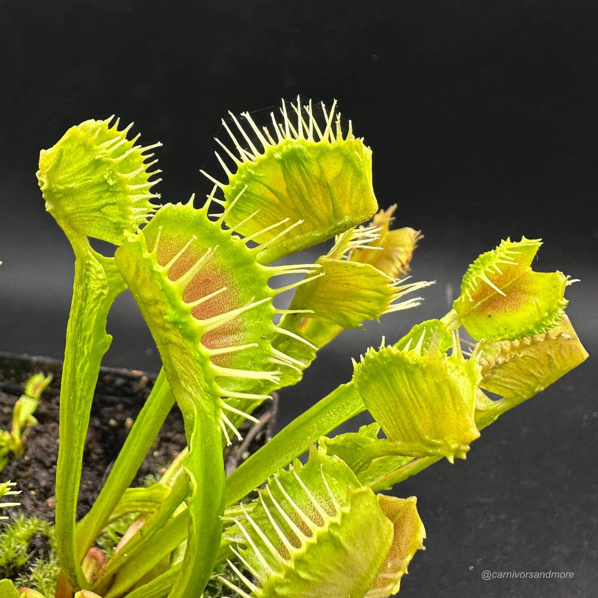 Dionaea muscipula „CK Dragonfire“ 大森食虫植物農園