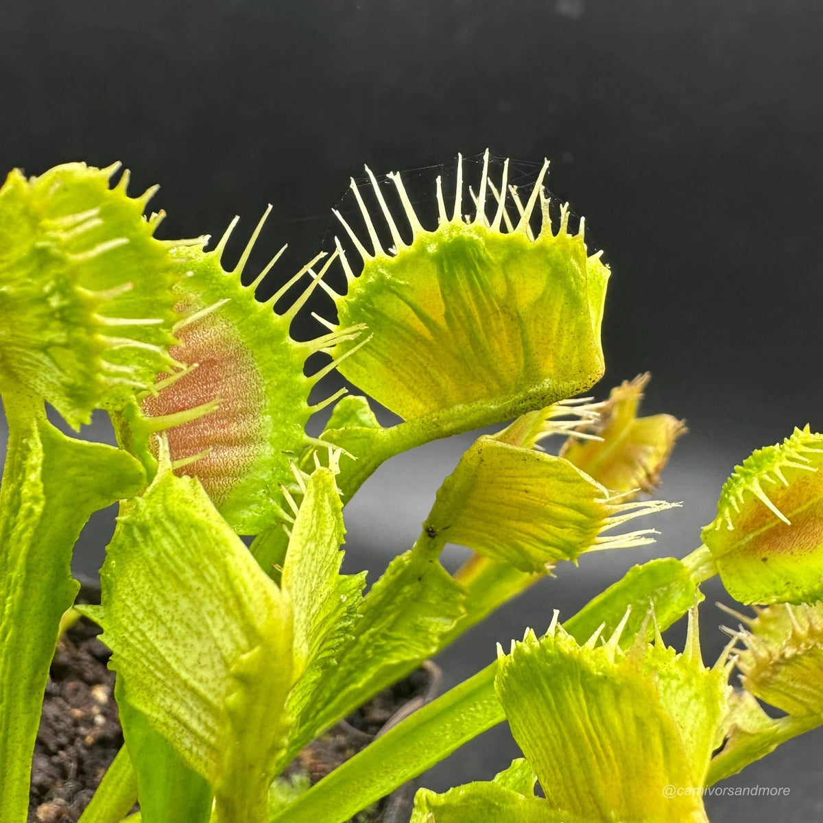Dionaea muscipula „CK Dragonfire“ 大森食虫植物農園