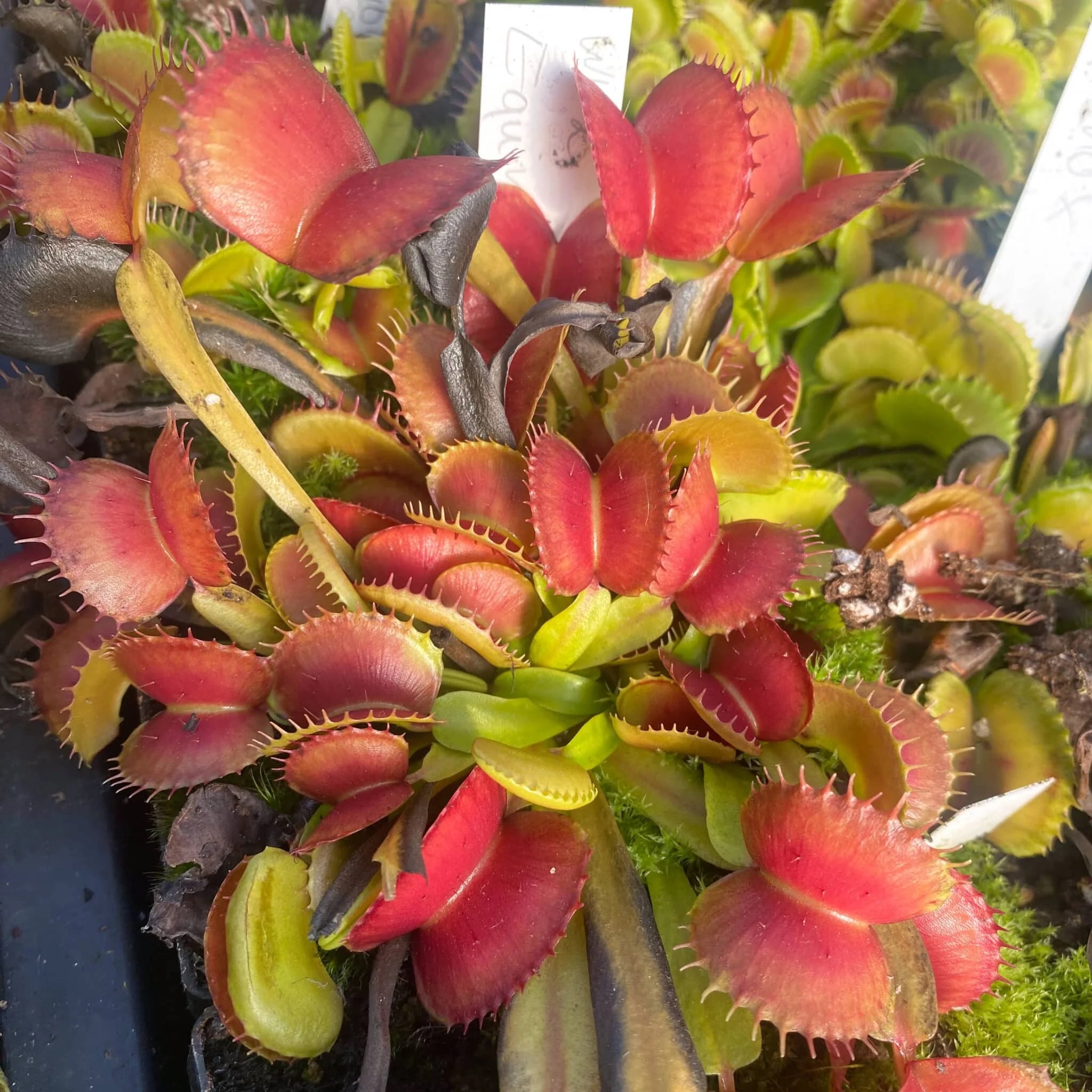 Dionaea muscipula „CK Equinox“ 大森食虫植物農園