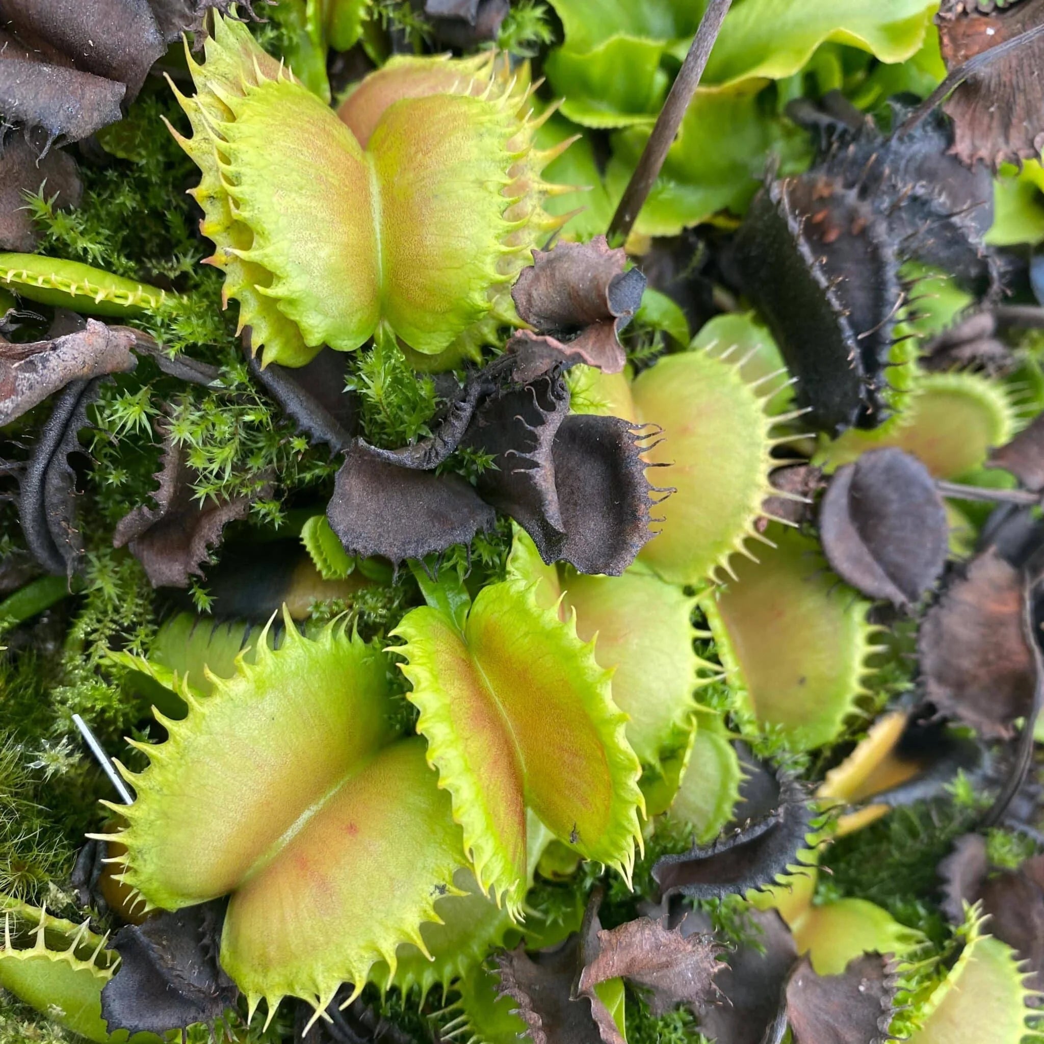 Dionaea muscipula “CK Erzuliae“ 大森食虫植物農園
