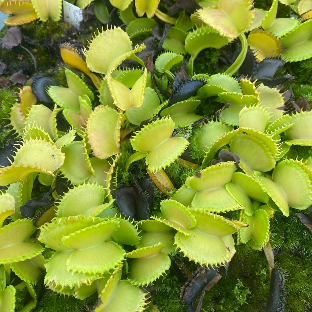 Dionaea muscipula „CK Erzuliae“ 大森食虫植物農園