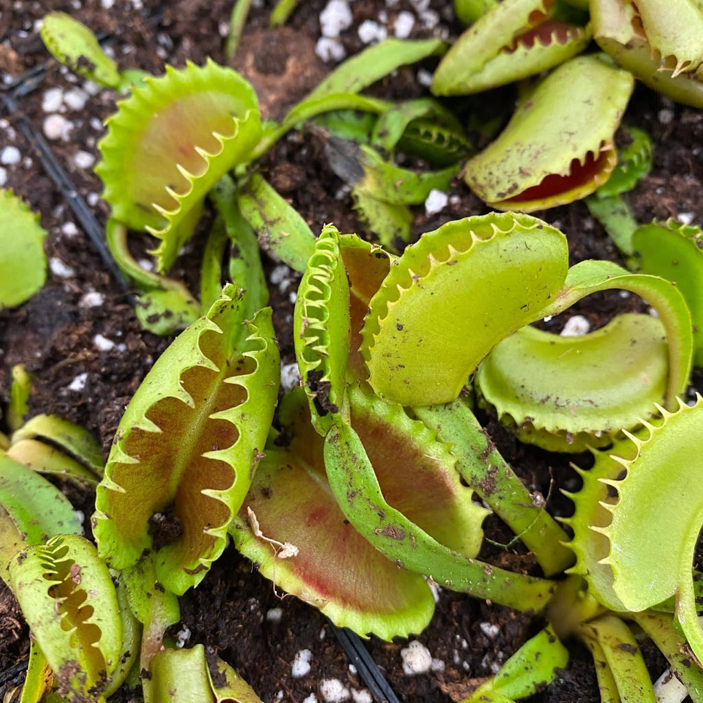 Dionaea muscipula „CK Erzuliae“ 大森食虫植物農園