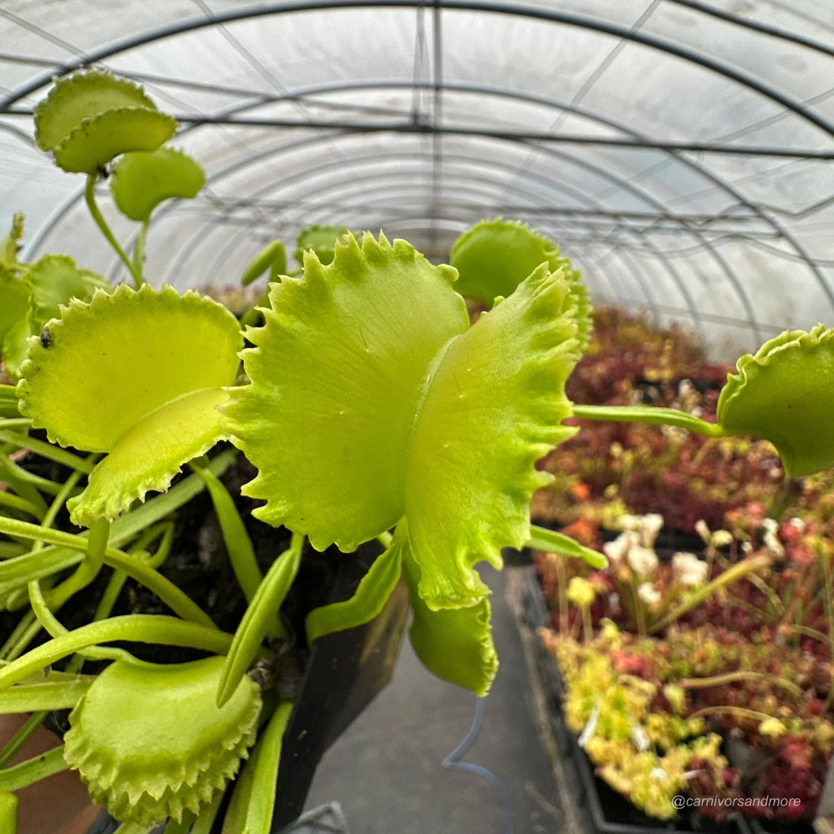 Dionaea muscipula „CK Falbany“ 大森食虫植物農園