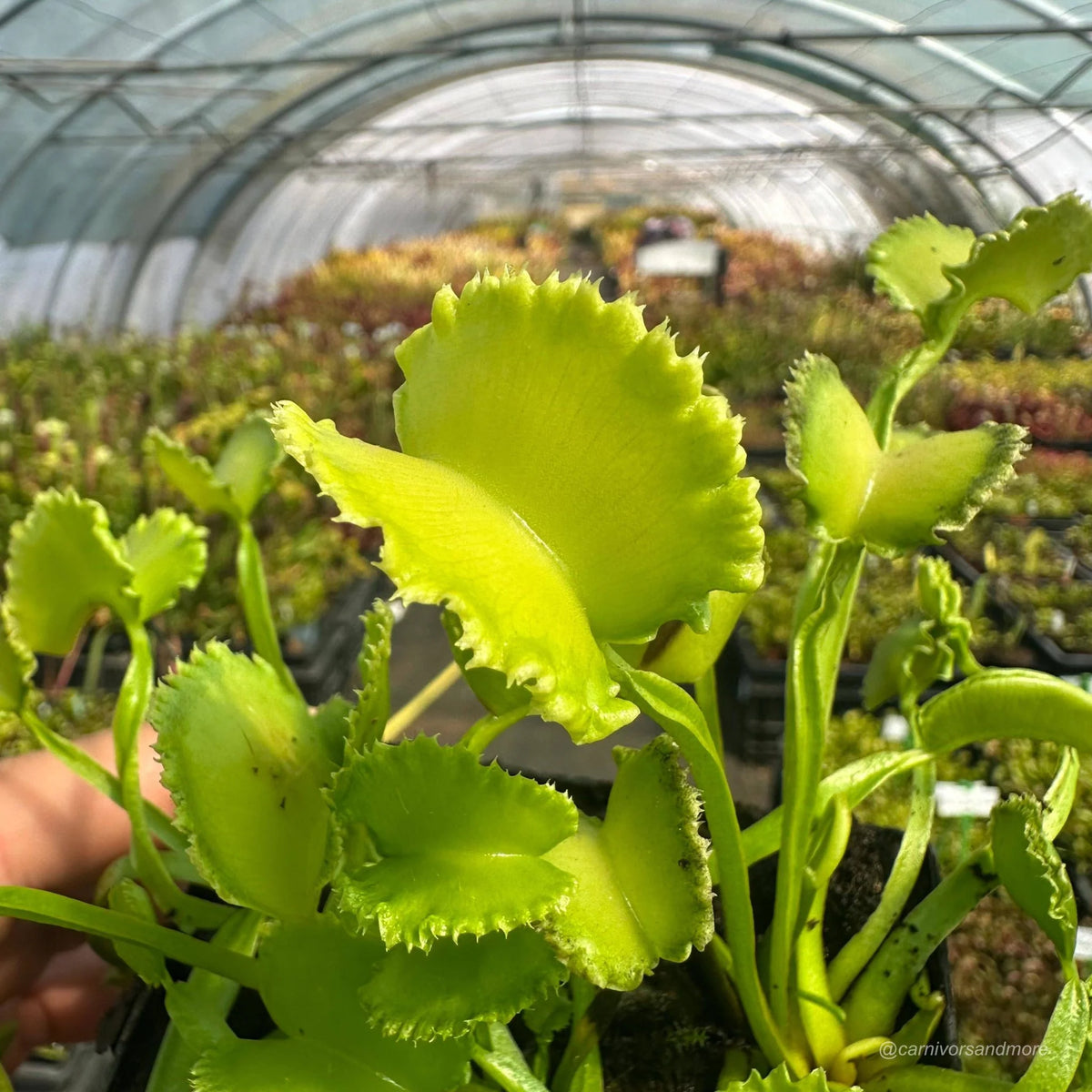 Dionaea muscipula „CK Falbany“ 大森食虫植物農園