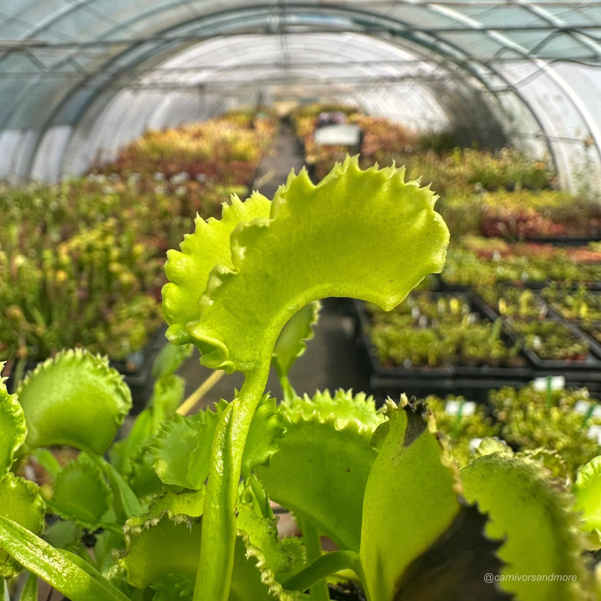 Dionaea muscipula „CK Falbany“ 大森食虫植物農園