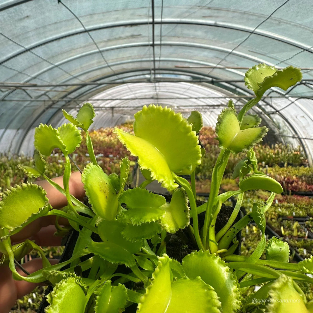 Dionaea muscipula „CK Falbany“ 大森食虫植物農園