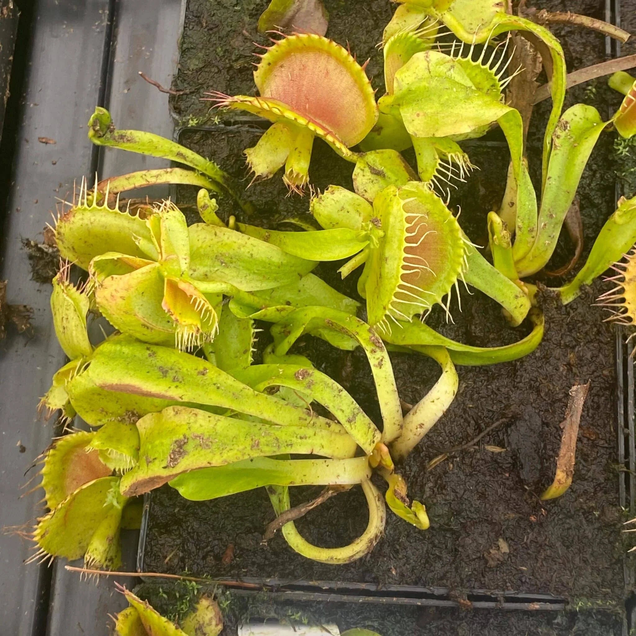 Dionaea muscipula “CK Giant Cerberus“ 大森食虫植物農園