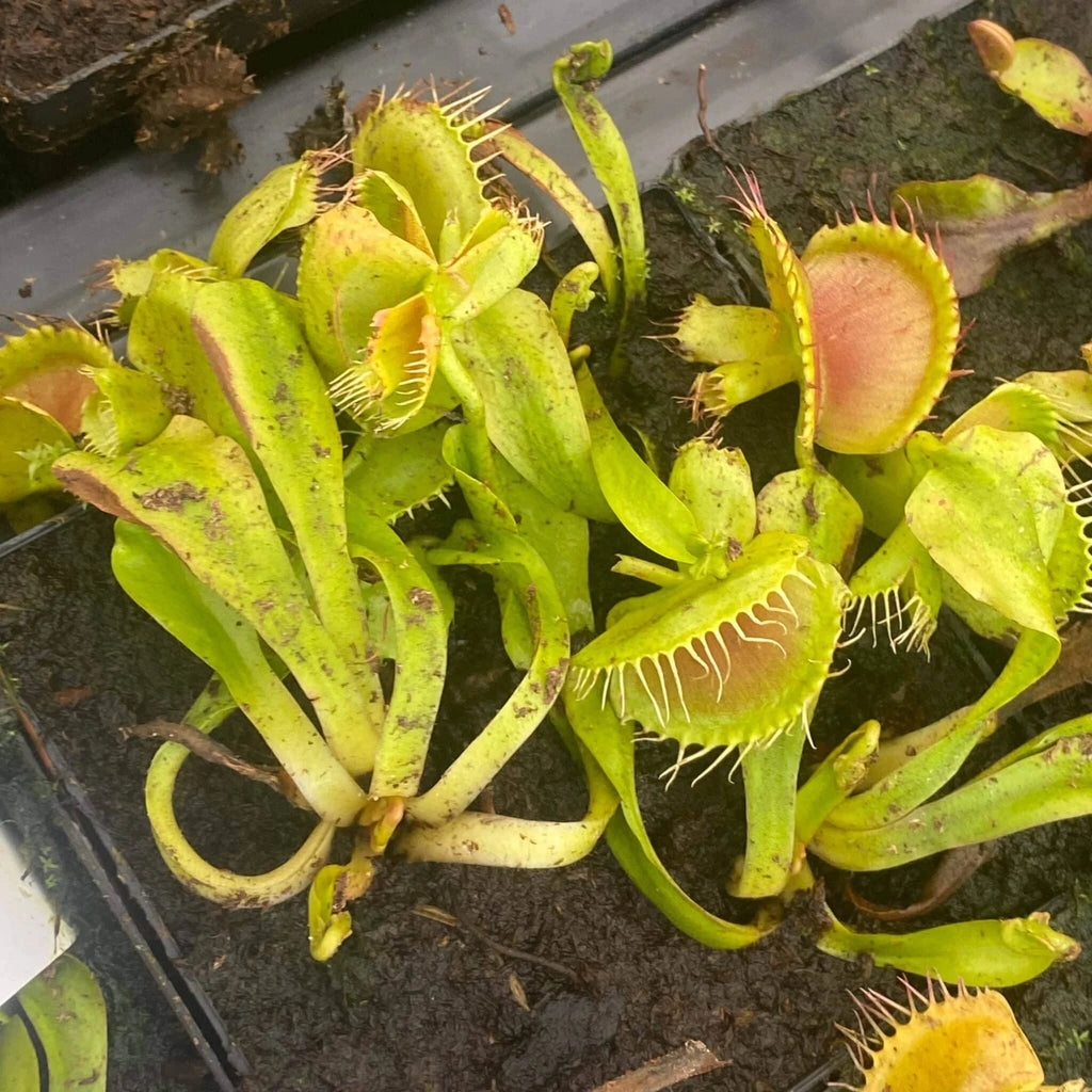 Dionaea muscipula „CK Giant Cerberus“ 大森食虫植物農園