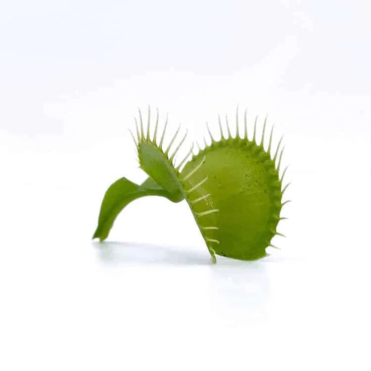 Dionaea muscipula „CK Gr�ner Findling“ 大森食虫植物農園