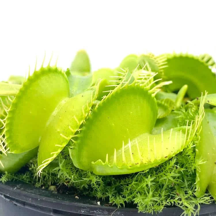 Dionaea muscipula „CK Gr�ner Findling“ 大森食虫植物農園