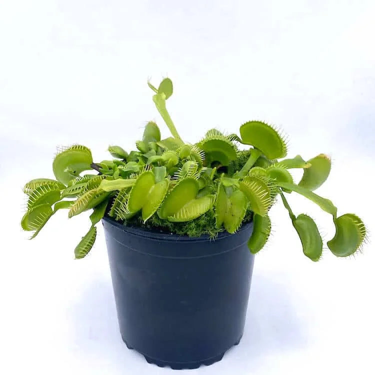 Dionaea muscipula „CK Gr�ner Findling“ 大森食虫植物農園