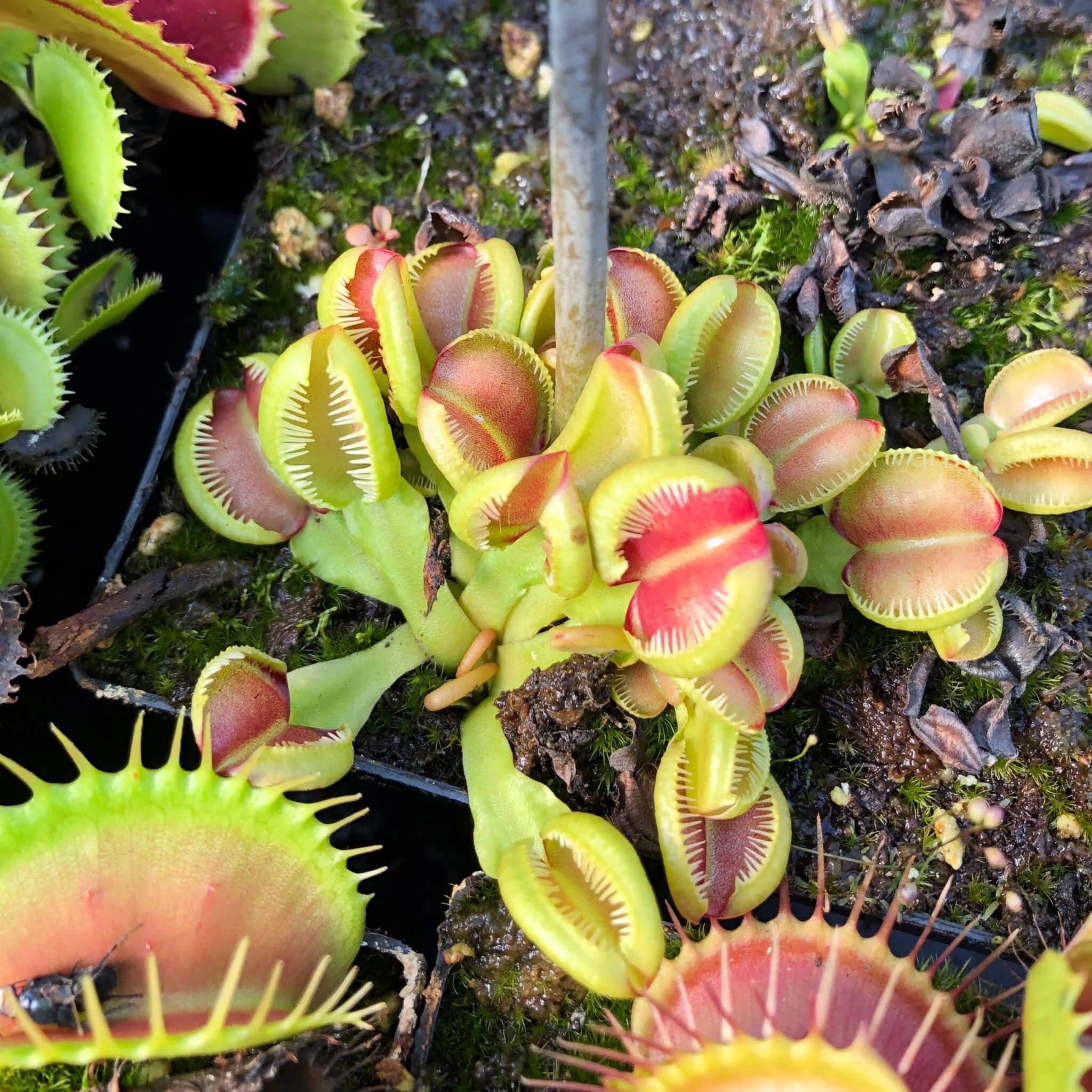 Dionaea muscipula “CK Granma“ 大森食虫植物農園