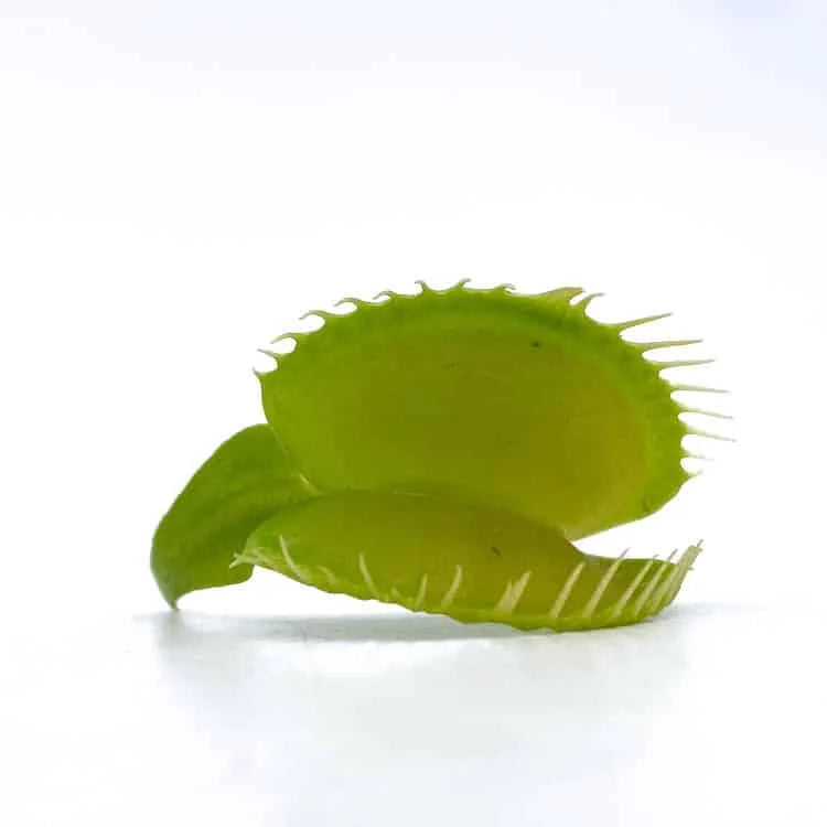 Dionaea muscipula „CK Green Fused Teeth“ 大森食虫植物農園