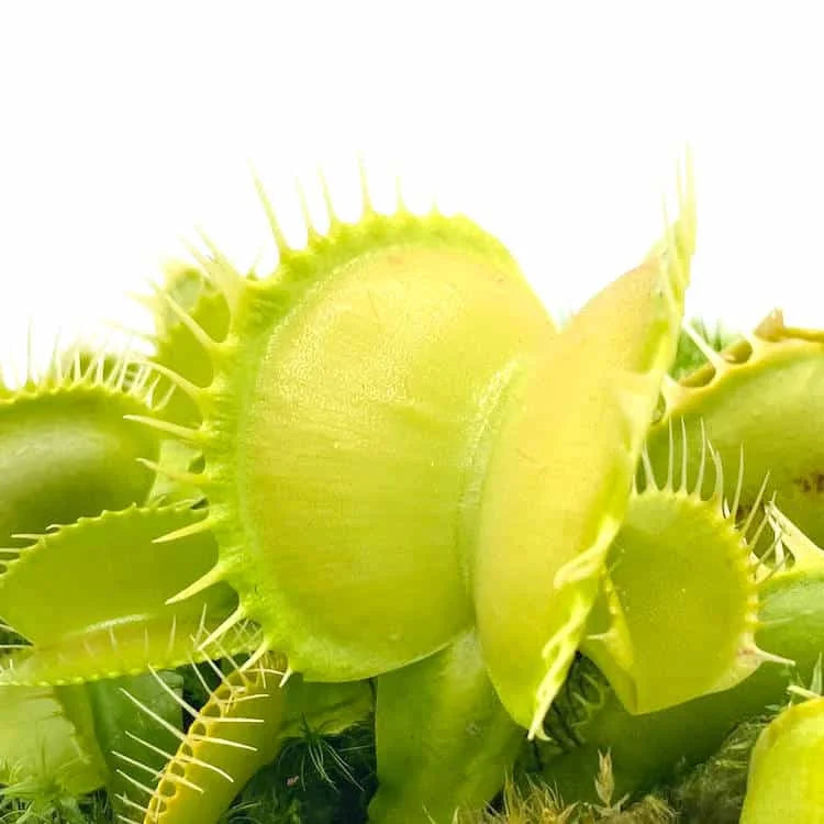 Dionaea muscipula „CK Green Fused Teeth“ 大森食虫植物農園