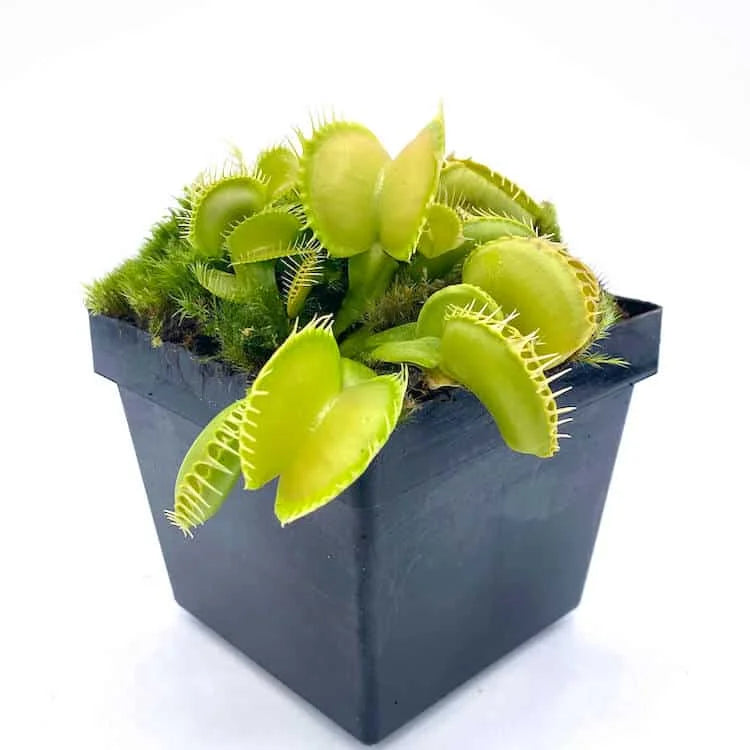 Dionaea muscipula „CK Green Fused Teeth“ 大森食虫植物農園