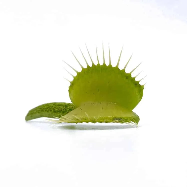 Dionaea muscipula „CK Green Schuppenstiel“ 大森食虫植物農園