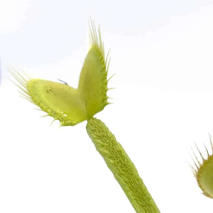 Dionaea muscipula “CK Green Schuppenstiel“ 大森食虫植物農園