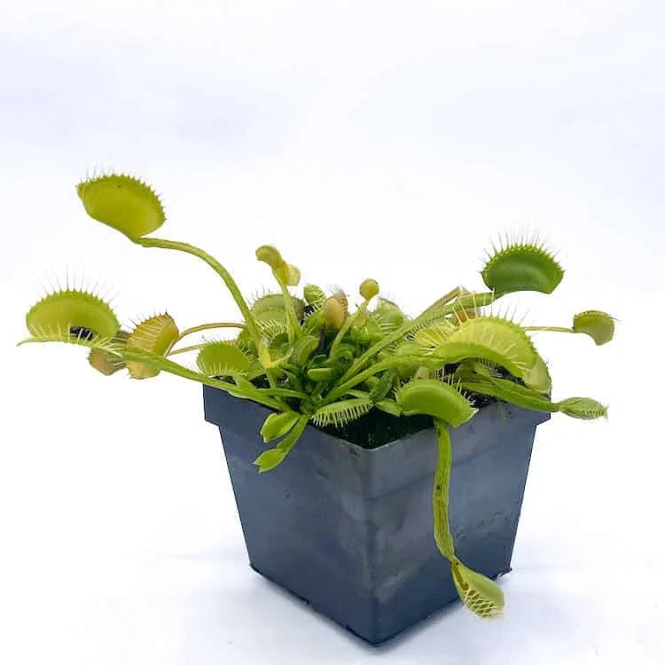Dionaea muscipula „CK Green Schuppenstiel“ 大森食虫植物農園