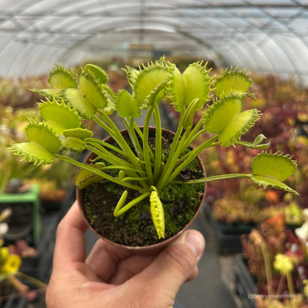 Dionaea muscipula „CK HULK“ 大森食虫植物農園