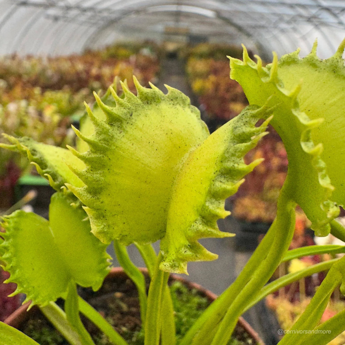 Dionaea muscipula „CK HULK“ 大森食虫植物農園