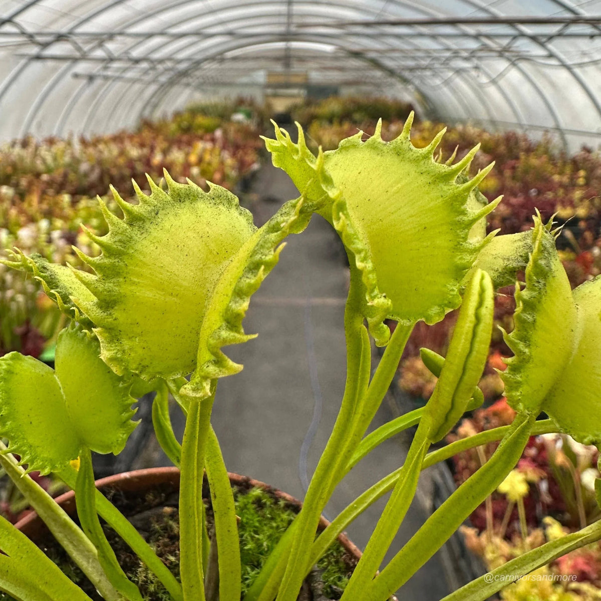 Dionaea muscipula „CK HULK“ 大森食虫植物農園