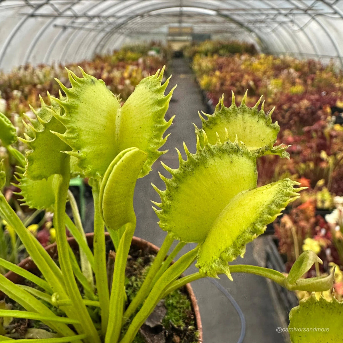 Dionaea muscipula „CK HULK“ 大森食虫植物農園