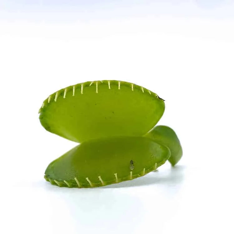 Dionaea muscipula „CK Harmony“ 大森食虫植物農園