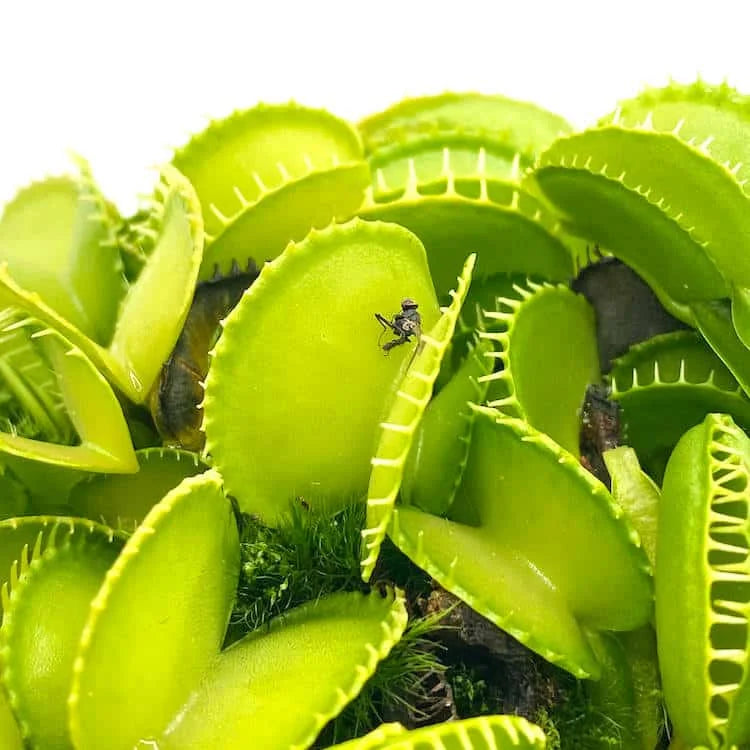 Dionaea muscipula „CK Harmony“ 大森食虫植物農園