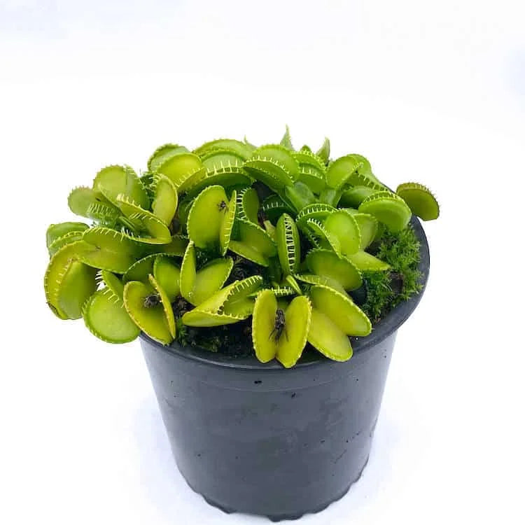 Dionaea muscipula „CK Harmony“ 大森食虫植物農園