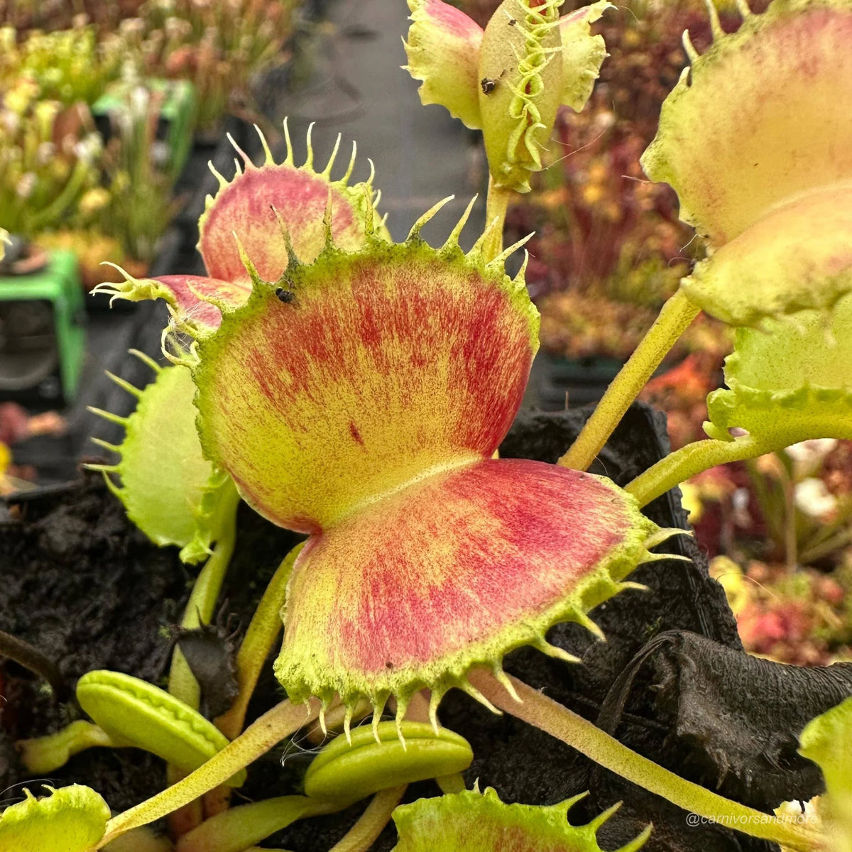 Dionaea muscipula „CK Inferno“ 大森食虫植物農園