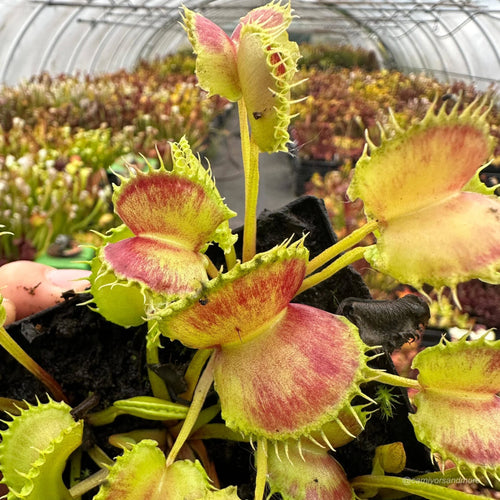 Dionaea muscipula „CK Inferno“ 大森食虫植物農園