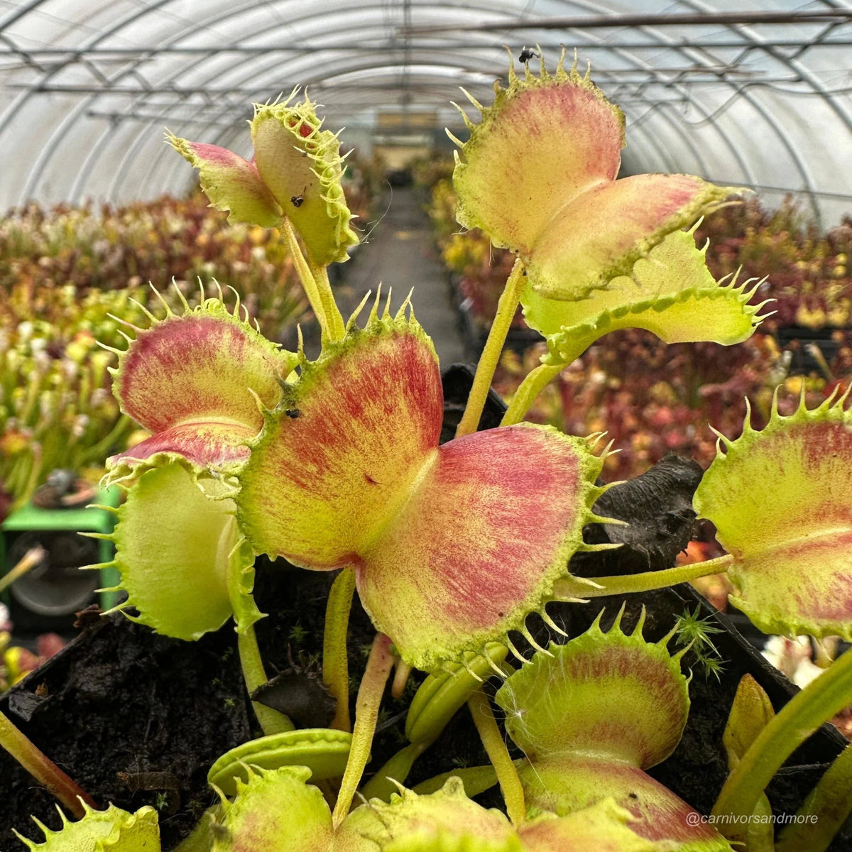 Dionaea muscipula „CK Inferno“ 大森食虫植物農園