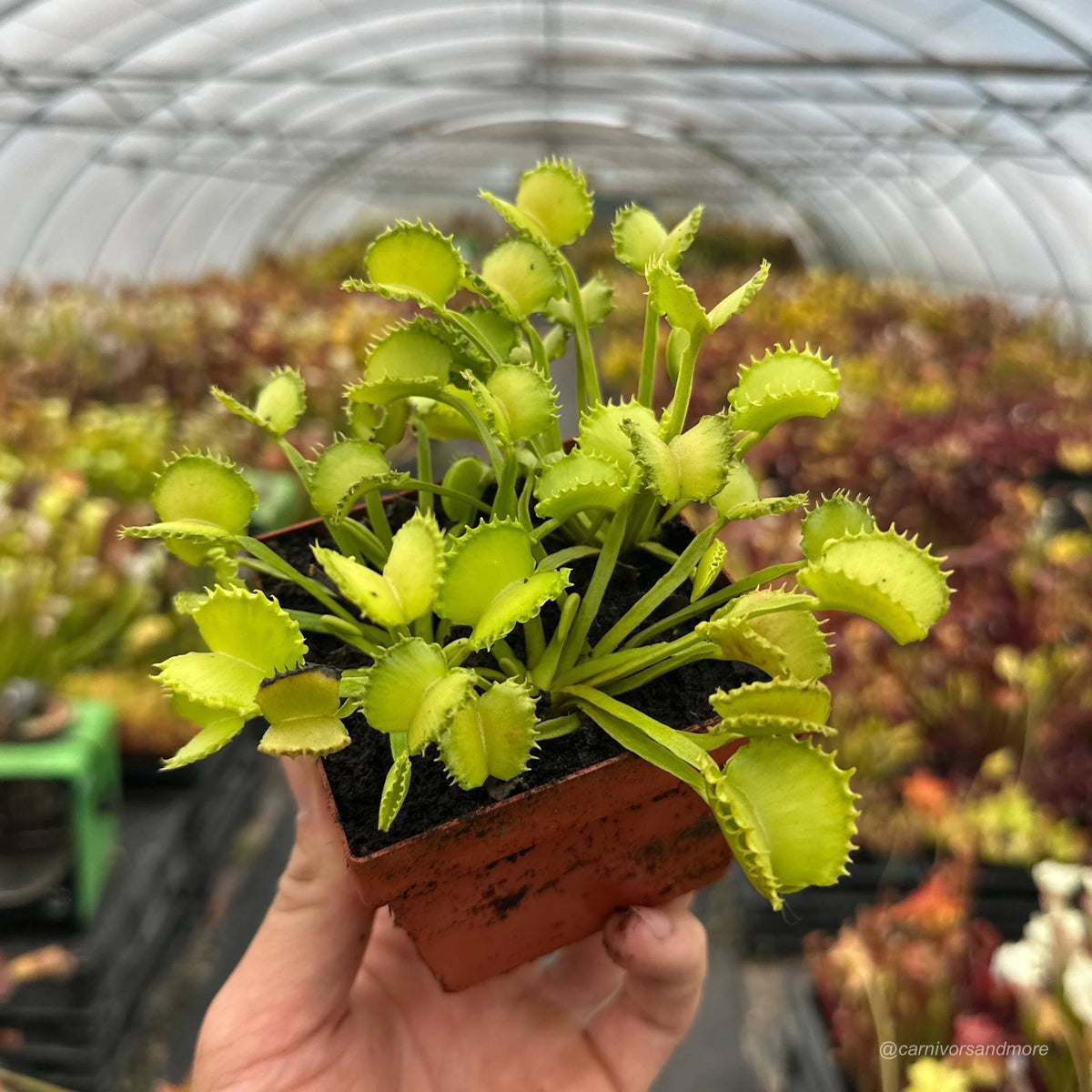 Dionaea muscipula „CK Little Miss Sunshine“ 大森食虫植物農園