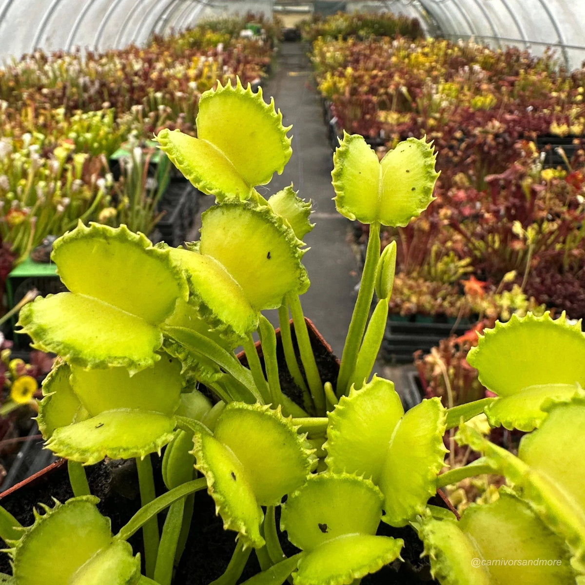 Dionaea muscipula „CK Little Miss Sunshine“ 大森食虫植物農園