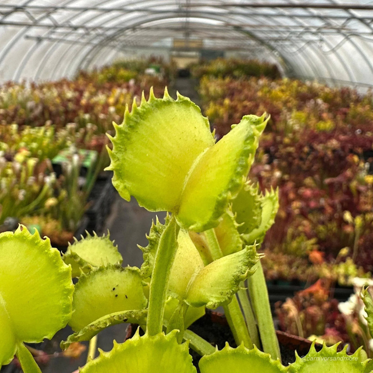 Dionaea muscipula „CK Little Miss Sunshine“ 大森食虫植物農園
