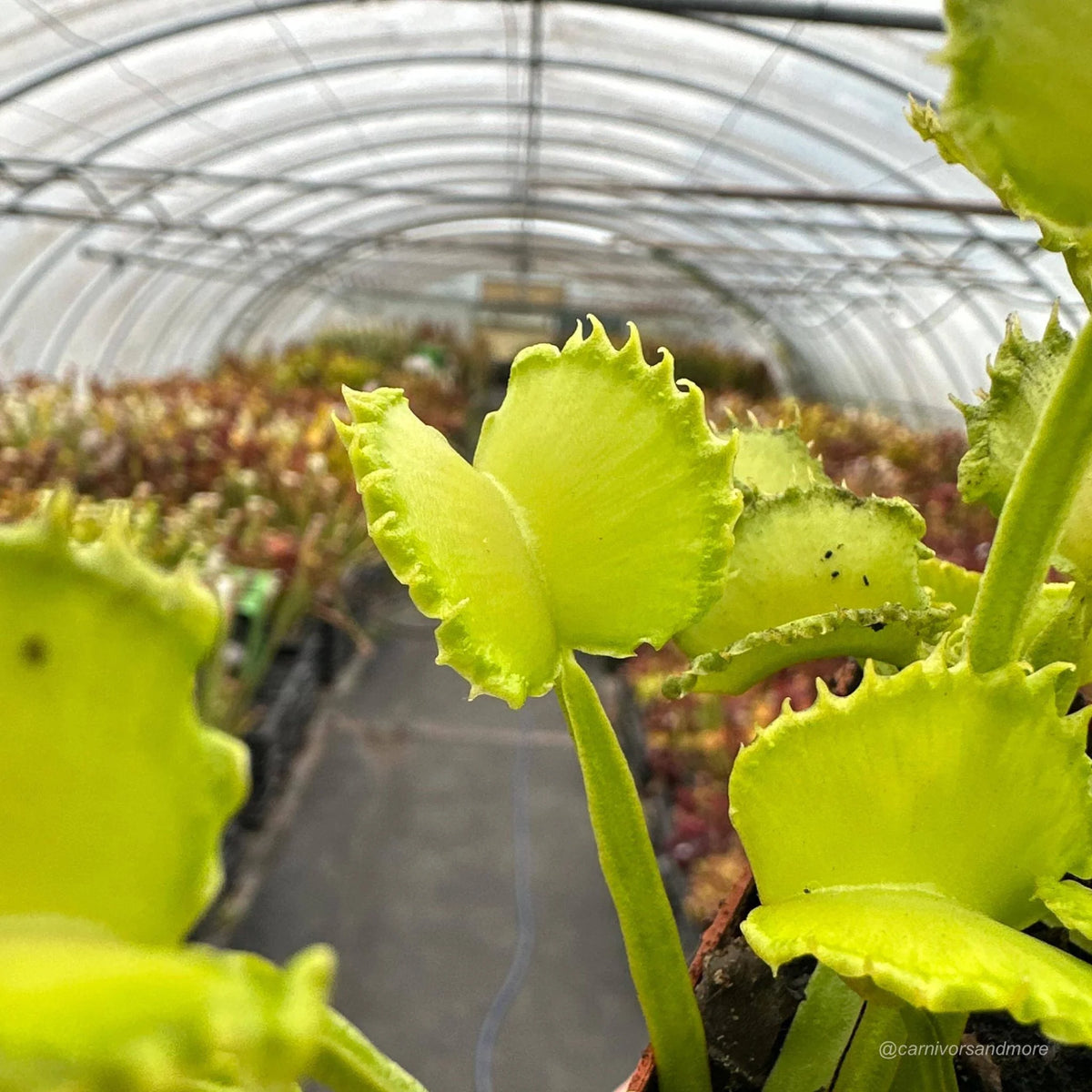 Dionaea muscipula „CK Little Miss Sunshine“ 大森食虫植物農園