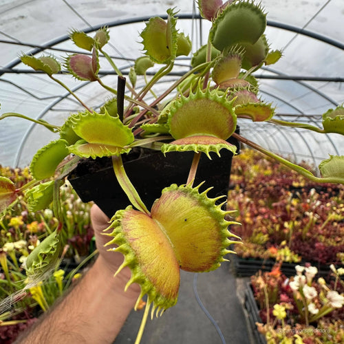 Dionaea muscipula „CK Megabite“ 大森食虫植物農園