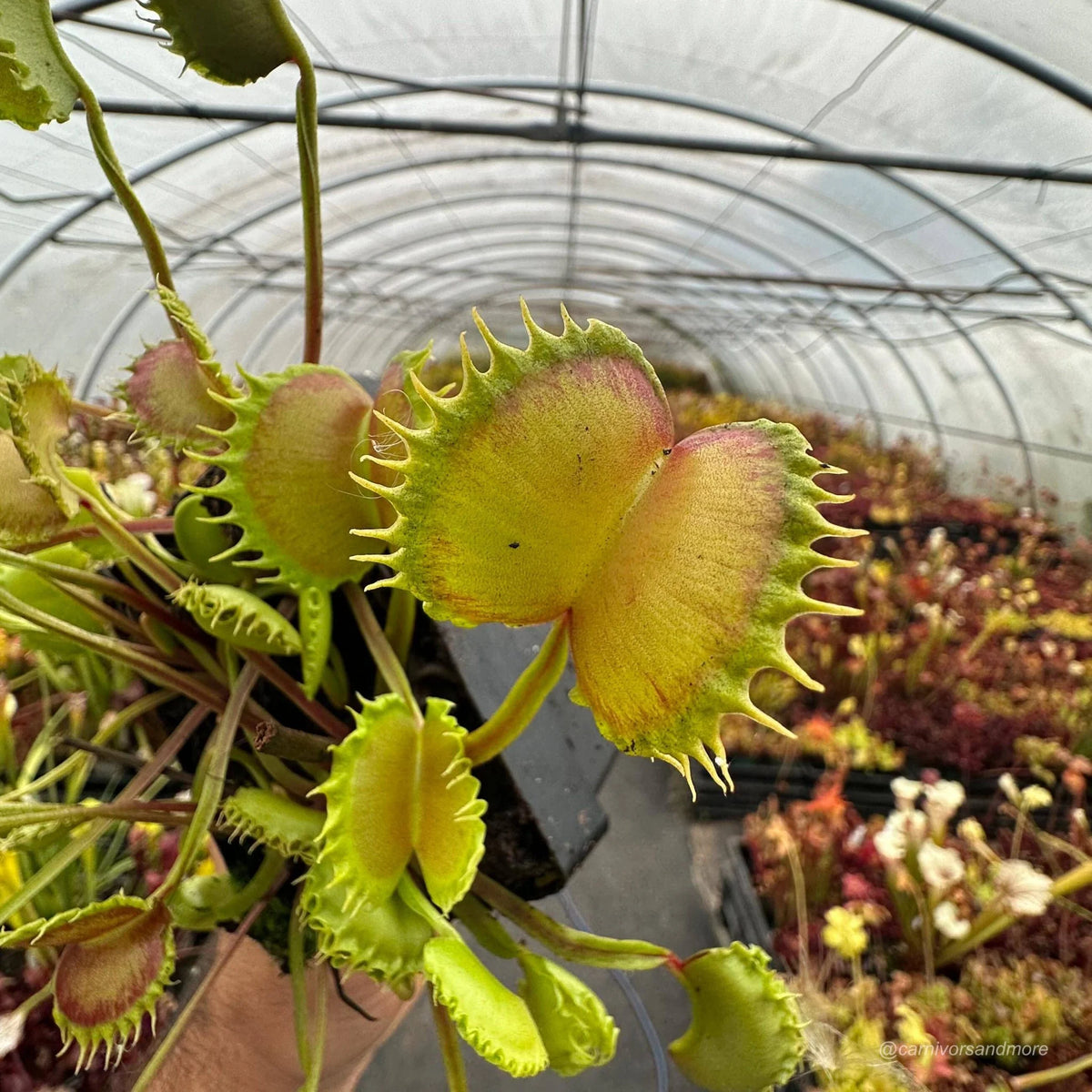 Dionaea muscipula „CK Megabite“ 大森食虫植物農園