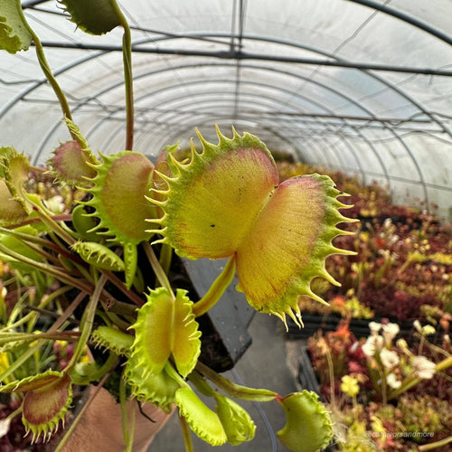 Dionaea muscipula „CK Megabite“ 大森食虫植物農園
