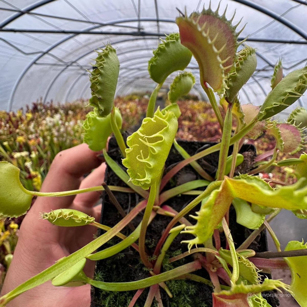 Dionaea muscipula „CK Megabite“ 大森食虫植物農園