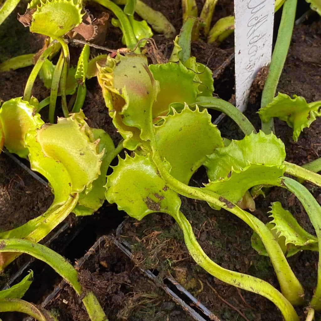 Dionaea muscipula „CK Meltdown“ 大森食虫植物農園