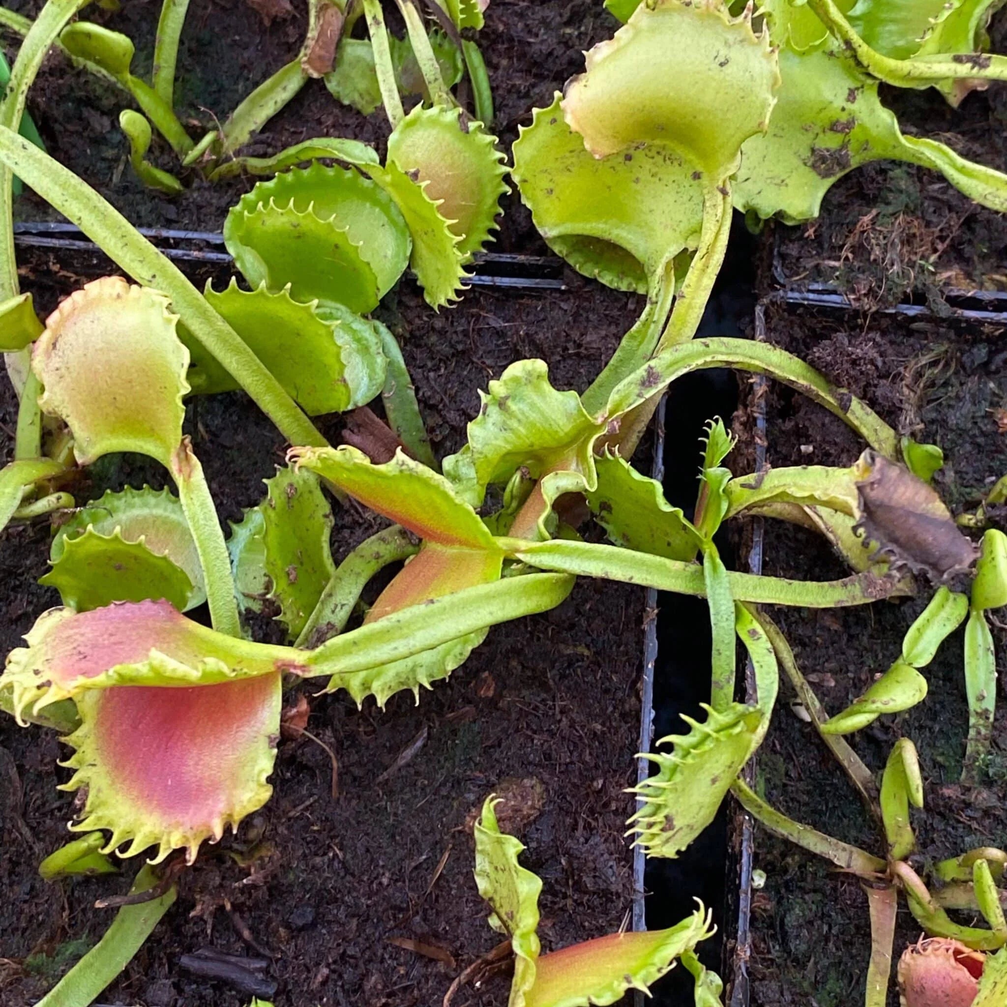 Dionaea muscipula “CK Meltdown“ 大森食虫植物農園