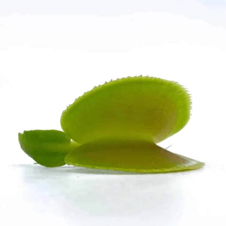 Dionaea muscipula „CK Microdent Giant“ 大森食虫植物農園