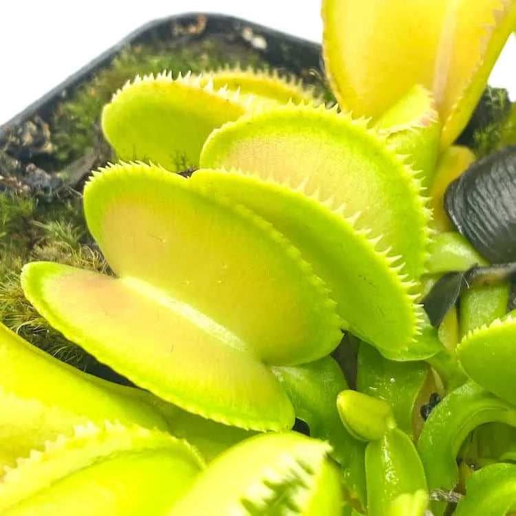 Dionaea muscipula „CK Microdent Giant“ 大森食虫植物農園