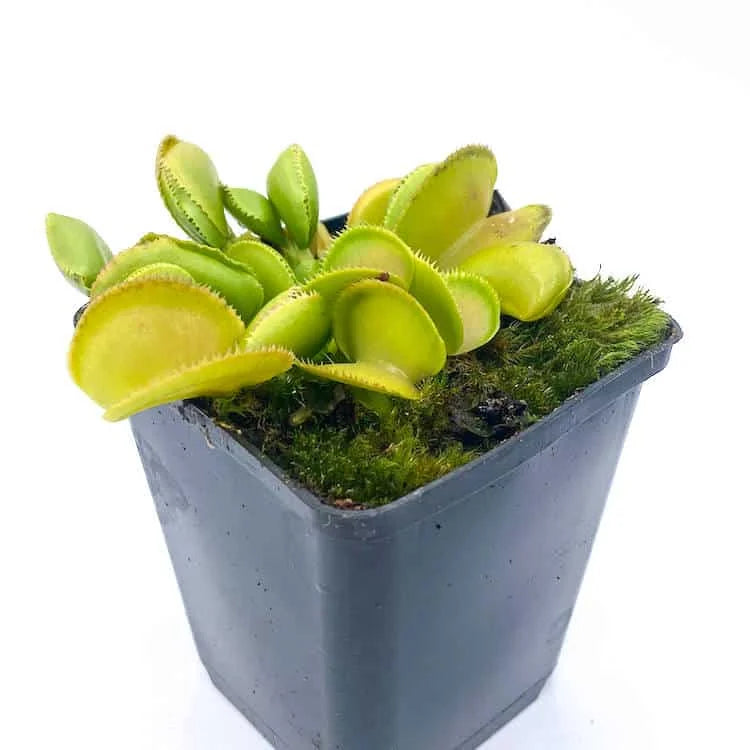 Dionaea muscipula „CK Microdent Giant“ 大森食虫植物農園
