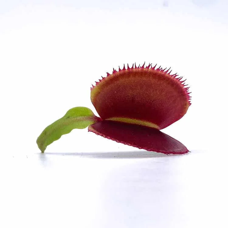 Dionaea muscipula „CK Microdent Red“ 大森食虫植物農園