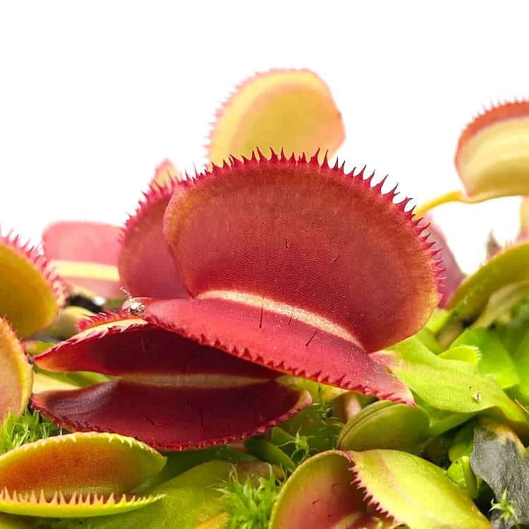 Dionaea muscipula „CK Microdent Red“ 大森食虫植物農園